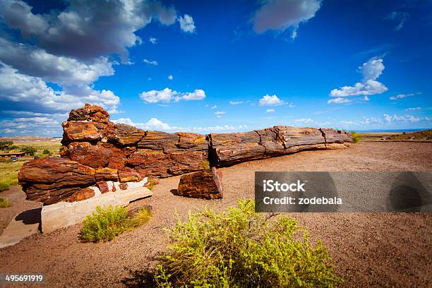 Fossil Tree In Pertified Forest Usa Stock Photo - Download Image Now - Petrified Forest National Park, Petrified Wood, Arizona