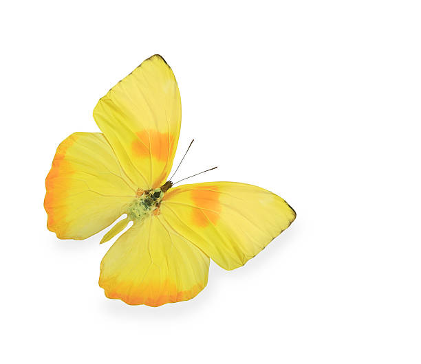istock Yellow butterfly isolated on white 495692330
