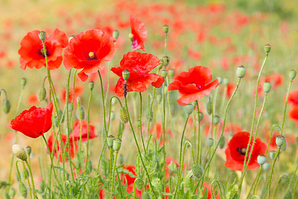 istock Red poppy field. 495692727