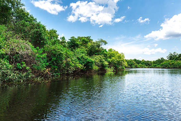 リオネグロ川のアマゾン、ブラジル - forest canal tropical rainforest river ストックフォトと画像