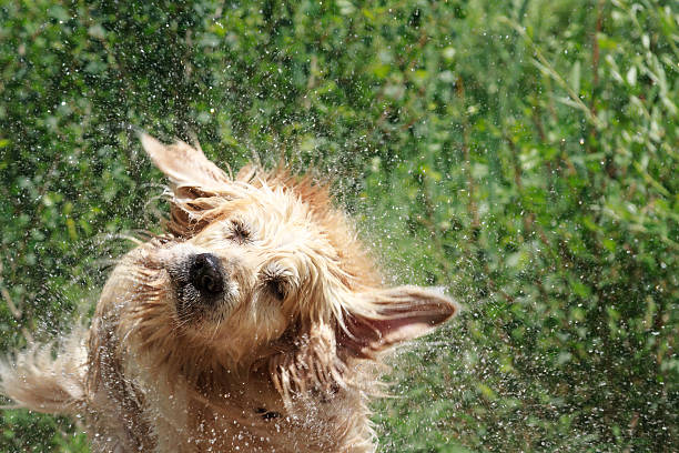 istock Golden Retriever shaking off water 495692803