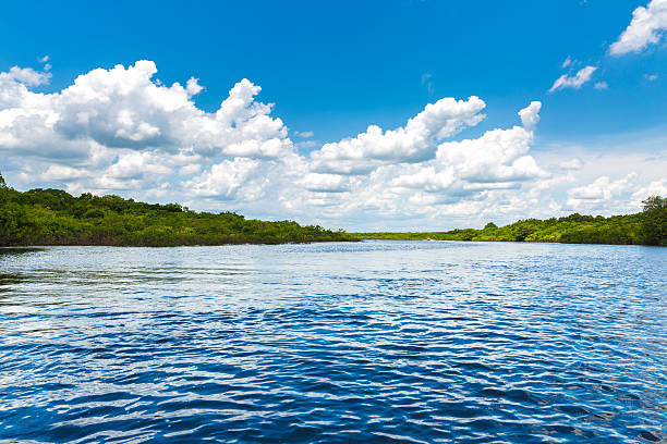 istock Rio Negro river in Amazon, Brazil 495692818