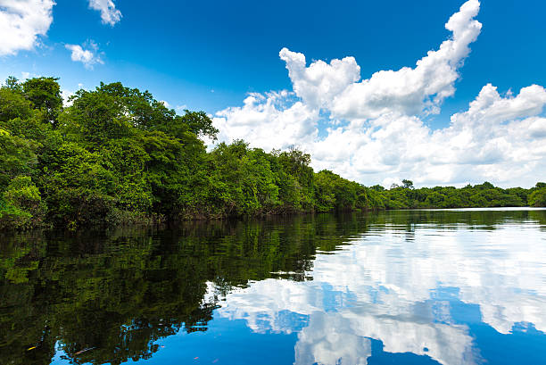 リオネグロ川のアマゾン、ブラジル - forest canal tropical rainforest river ストックフォトと画像