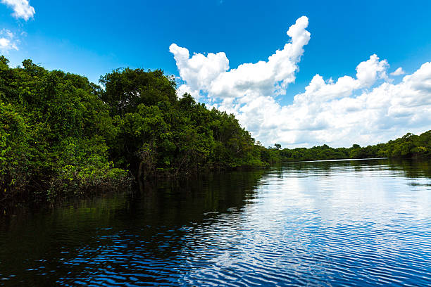 istock Rio Negro river in Amazon, Brazil 495692920