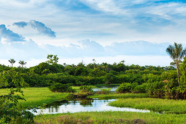 The Amazon Wetland in Brazil