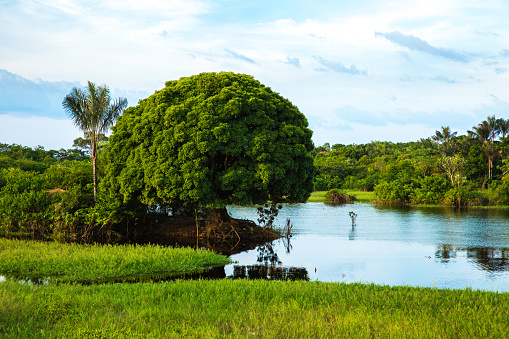 The Amazon Wetland in Brazil