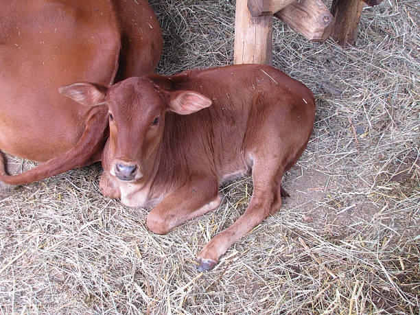 istock Resting zebu cub by the back of his monther 495693344