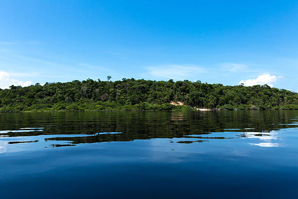Wetlands in Amazon
