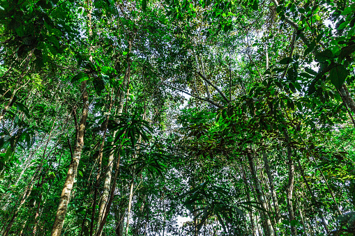The Amazon rainforest, Brazil