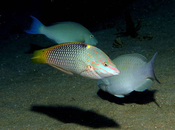 Wrasse and parrotfish A wrasse and some parrotfish feeding on sand at dusk halichoeres hortulanus stock pictures, royalty-free photos & images