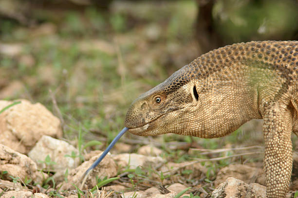 Names: Savannah monitor, Bosc's monitor