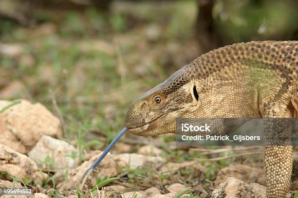Savannah Monitor Stock Photo - Download Image Now - Monitor Lizard, 2015, Africa