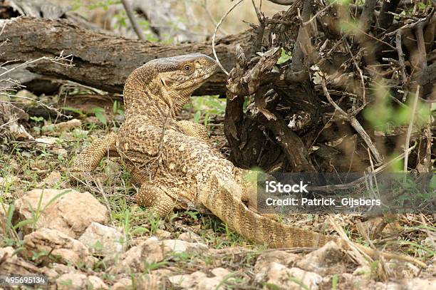Savannah Monitor Stock Photo - Download Image Now - Monitor Lizard, 2015, Africa