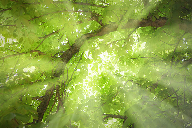 に加わったツリー - forest sunbeam tree light ストックフォトと画像