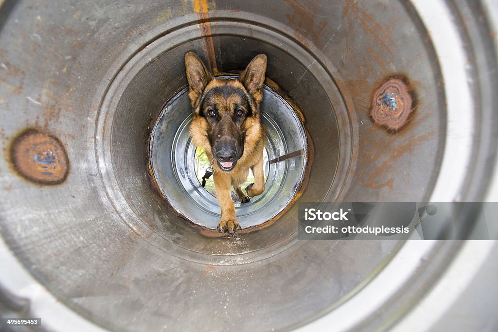 Police dog training A police dog, german shepard, crawling through a pipe as it is busy doing obedience training on an obstacle course. Activity Stock Photo