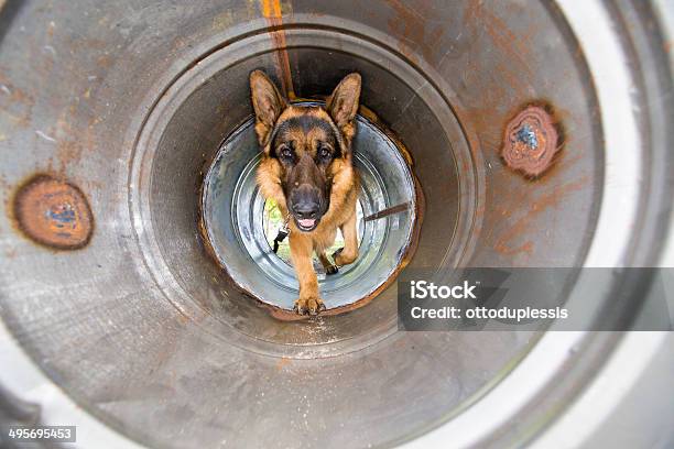 Police Dog Training Stock Photo - Download Image Now - Activity, Agility, Animal