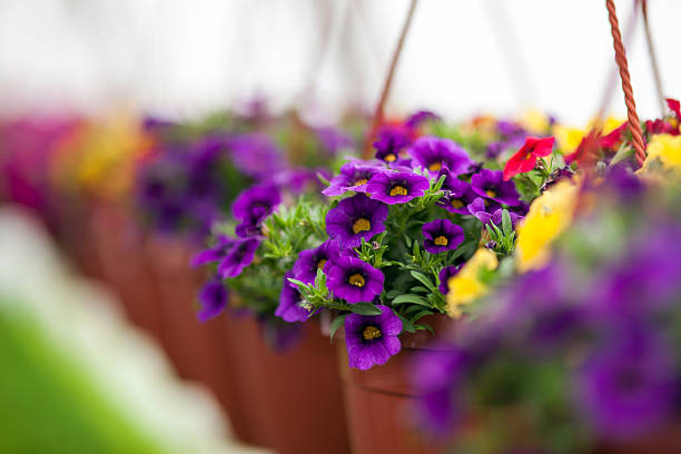 istock Flowers in plant nursery 495695485