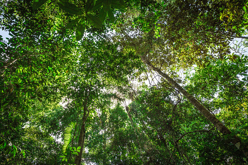 The Amazon rainforest, Brazil