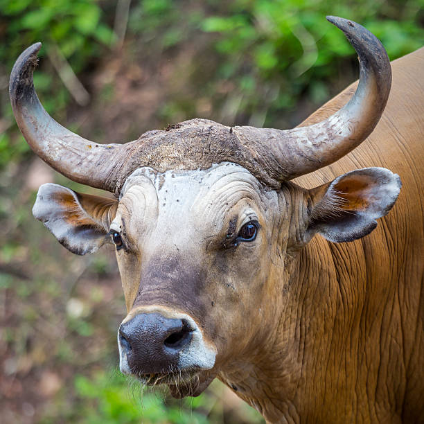 banteng atau banteng merah - sapi bali sapi potret stok, foto, & gambar bebas royalti