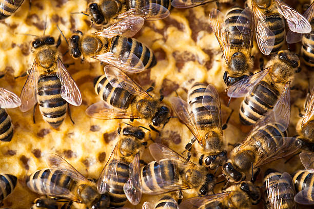 istock Macro shot of bees swarming on a honeycomb 495695993