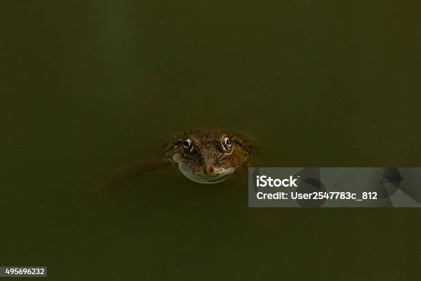 Frog Stock Photo - Download Image Now - 2015, Amphibian, Animal