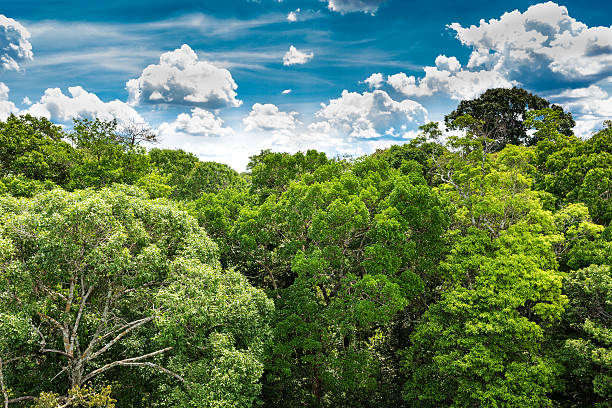 Green trees against the beautiful blue  cloudy sky