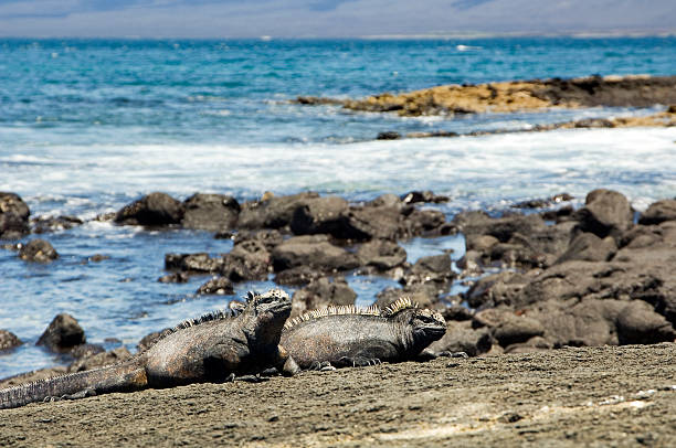 istock Marine Iguanas, Galapagos Islands 495697060
