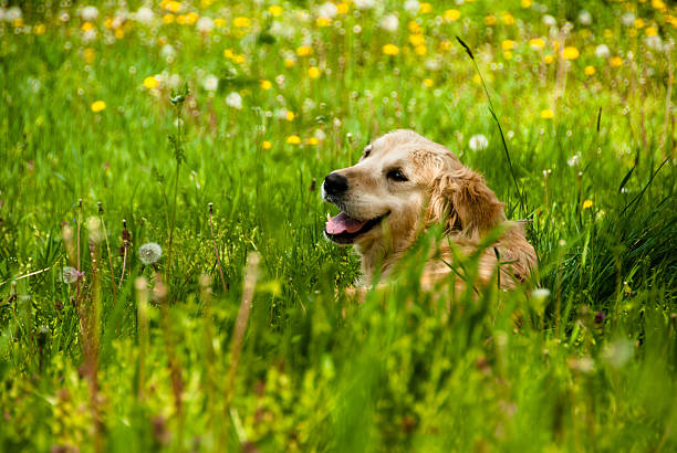 istock Golden retriever lying on grass 495697101