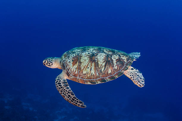 istock Green Turtle swimming in deep, blue water 495697361