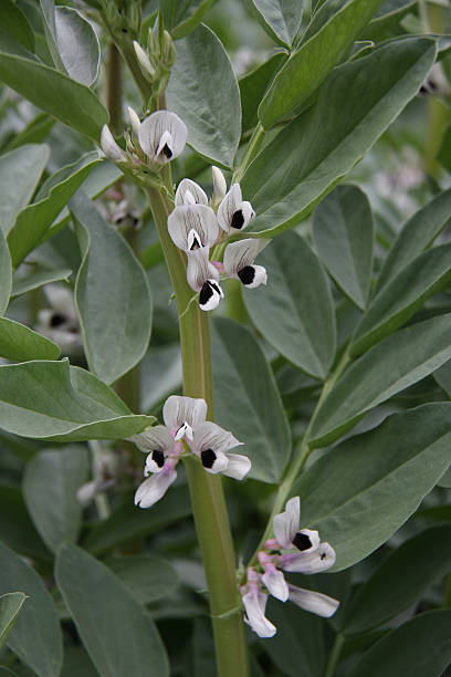 Fava Bean Flower Buds stock photo