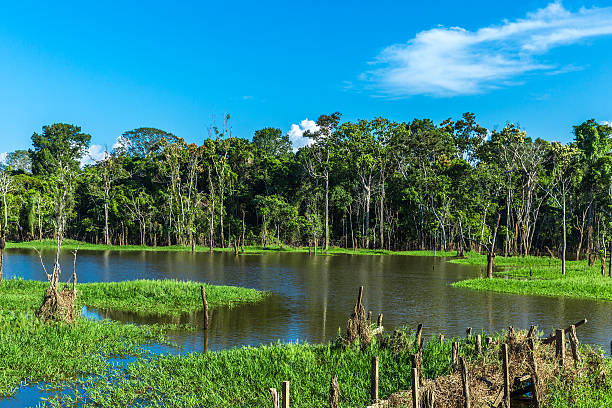 istock The Amazon Wetland in Brazil 495697654