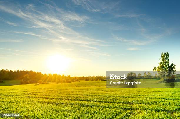 여름 필드 스웨덴에 대한 스톡 사진 및 기타 이미지 - 스웨덴, 여름, 태양-하늘