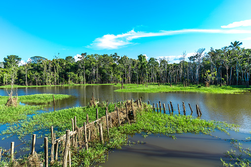 The Amazon Wetland in Brazil