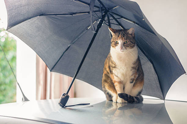 Cat Umbrella Cat Umbrella