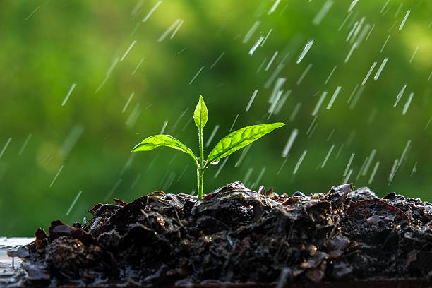 istock Green sprouts in the rain 495698202