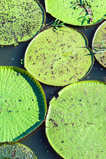 Large green leaves of aquatic plants water lily or lotus floating in a small pond in the garden, reflection in the water surface, sunny summer day. Hydrophytes or macrophytes plants