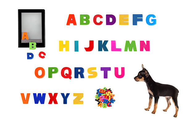 istock Alphabet, electronic book  and  toy-terrier puppy 495698509