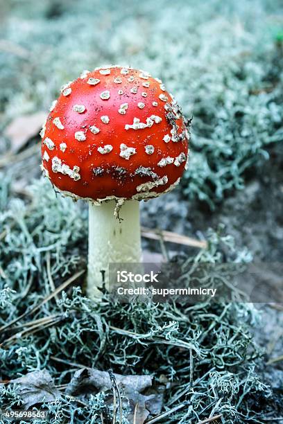 Fly Agaric Mushroom Stock Photo - Download Image Now - Amanita Parcivolvata, Autumn, Close-up