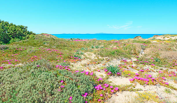 istock flowers in Platamona 495698671