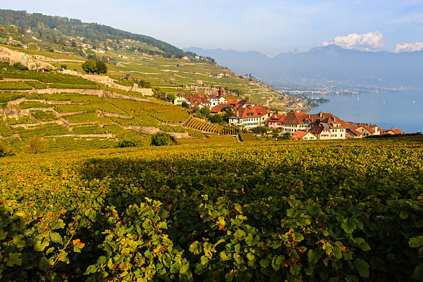 sunset at Lavaux Lavaux Vineyard at sunset chateau de chillon photos stock pictures, royalty-free photos & images
