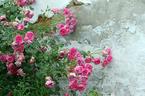 istock pink roses along the old wall 495699007