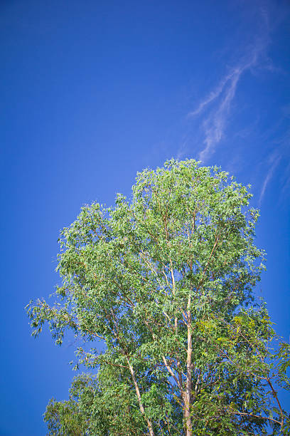 tree and blue sky with cloud stock photo