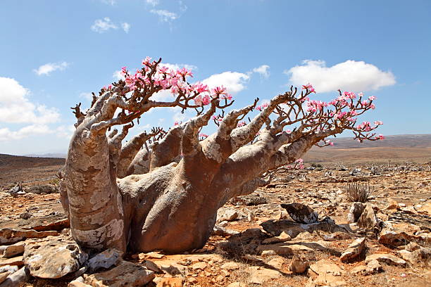 Bottle tree - endemic of Socotra Island Bottle tree - adenium obesum – endemic tree of Socotra Island adenium photos stock pictures, royalty-free photos & images