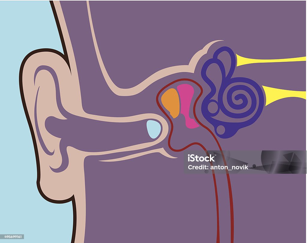部位の人間の耳 - 鼓膜のロイヤリティフリーベクトルアート