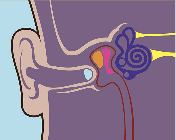 Anatomii ludzkiego ucha – artystyczna grafika wektorowa