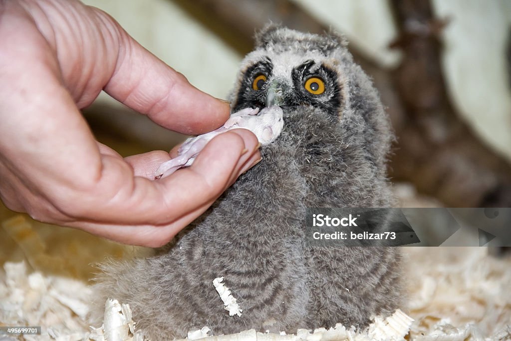 long-eared owl (Asio otus) chick Feeding a very young long-eared owl (Asio otus) chick with a mouse Animal Stock Photo