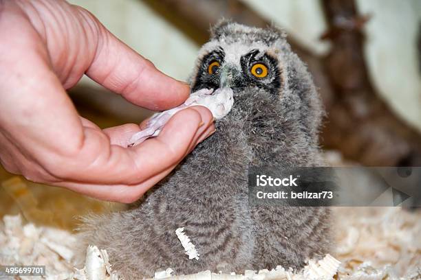 Longeared Owl Chick Stock Photo - Download Image Now - Animal, Baby Chicken, Bird