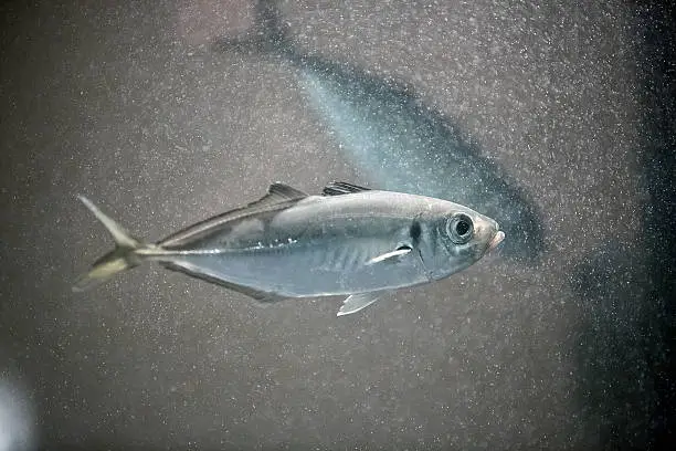 Japanese horse mackerel kept in water tank
