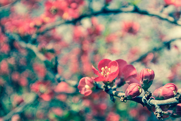 Red Cherry Blossoms stock photo