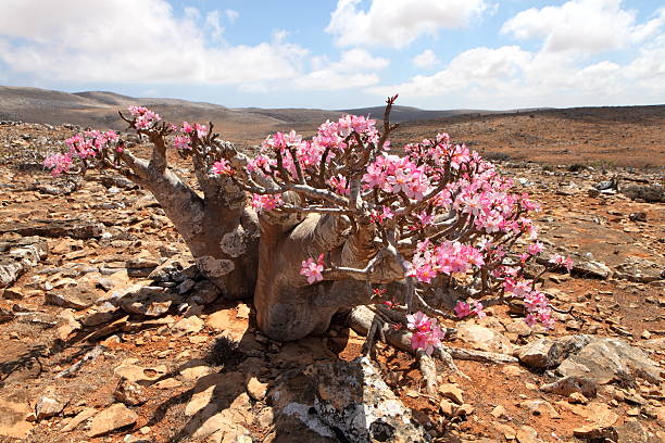 istock Bottle tree - endemic of Socotra Island 495700211